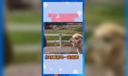 娱乐吃瓜群众歌曲视频下载,揭秘“吃瓜群众”歌曲视频下载背后的故事