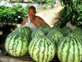 瓜农上线免费吃瓜,夏日炎炎共享清凉盛宴