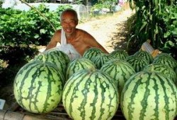 瓜农上线免费吃瓜,夏日炎炎共享清凉盛宴