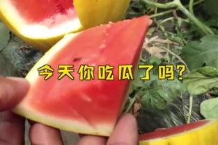 娱乐吃瓜名字大全
